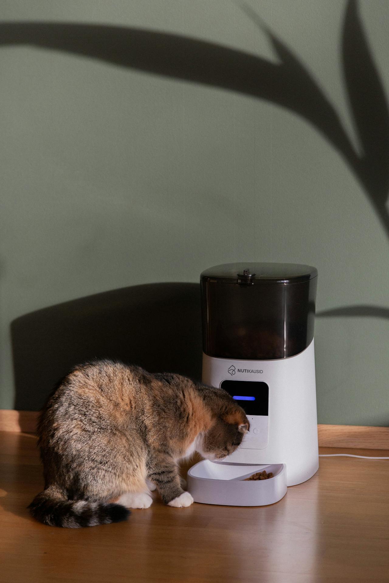 Feeders & Bowls