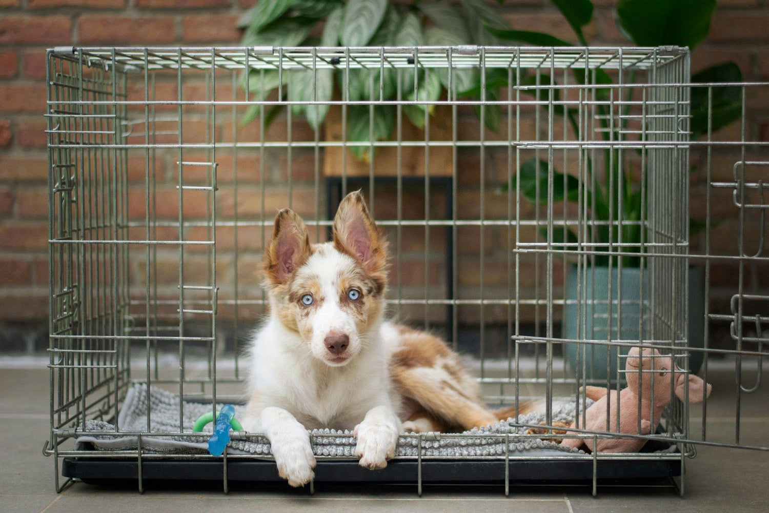 Dog & Cat Crates & Kennels