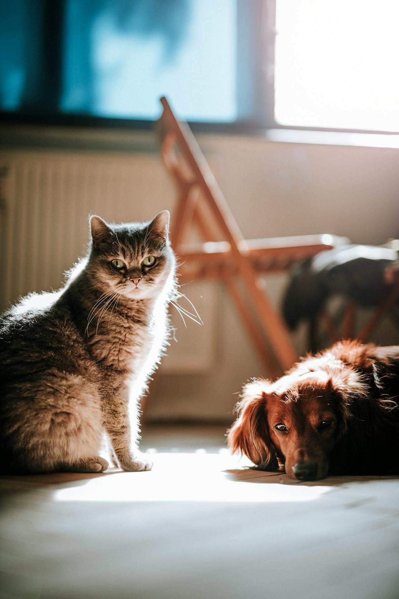 Pet Grooming Supplies